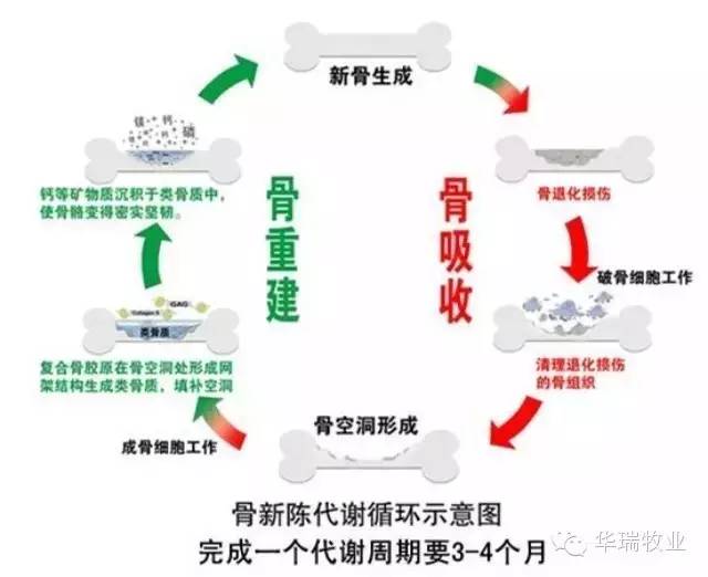 甲酸鈣對豬補(bǔ)鈣的影響