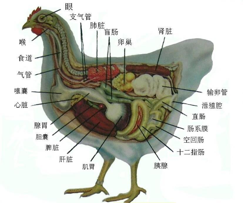 蛋雞補(bǔ)鈣飼料級甲酸鈣